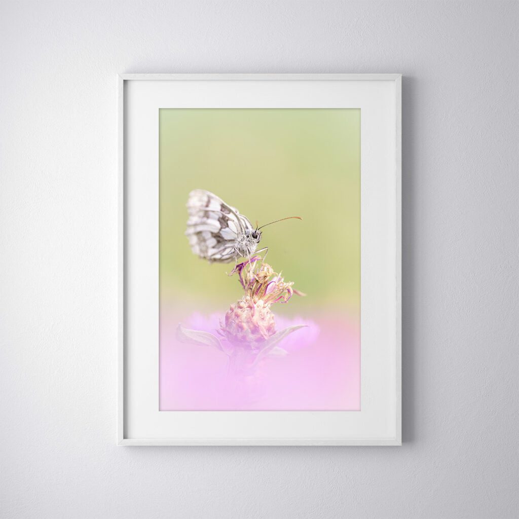 Demi-deuil sur son nuage rose