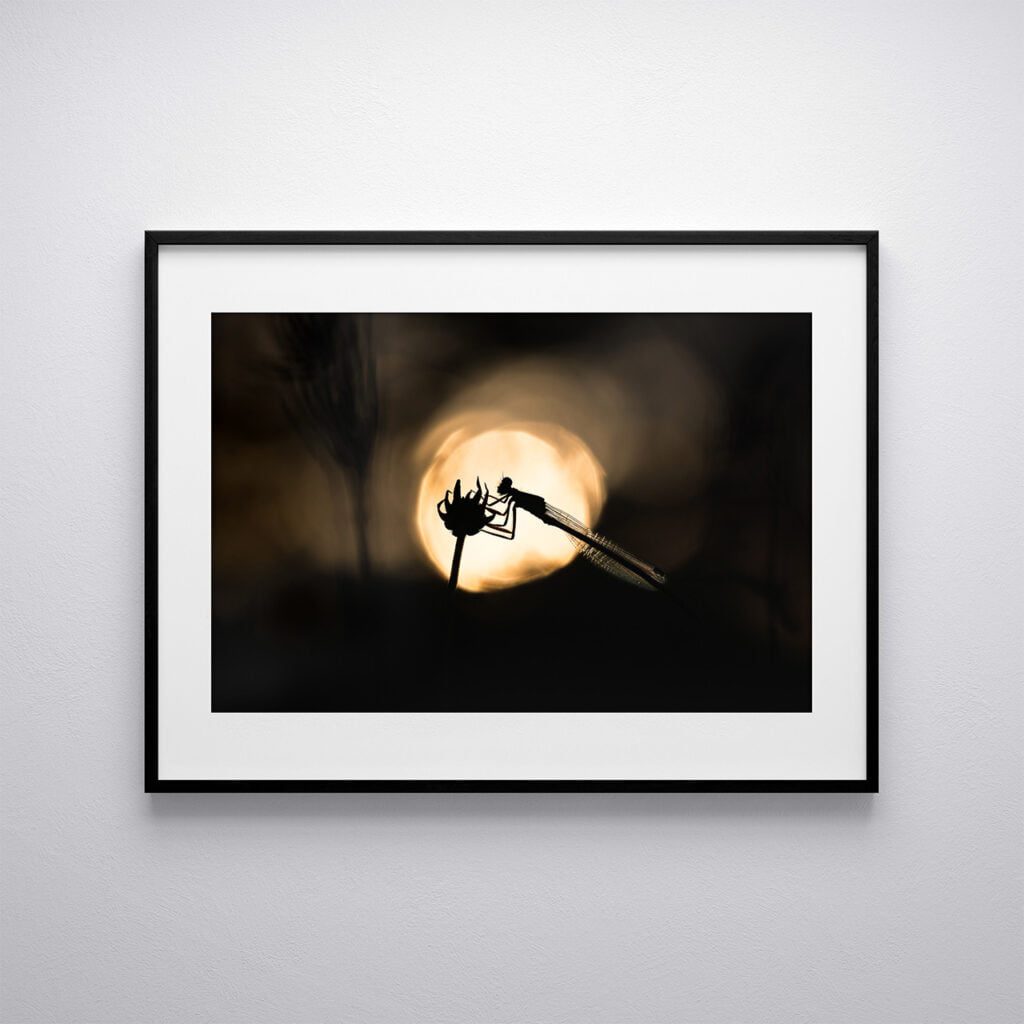 Fantastique demoiselle