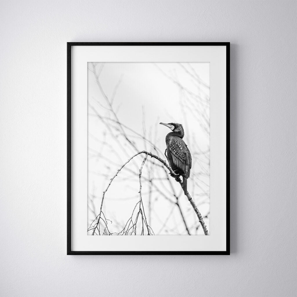 Grand cormoran