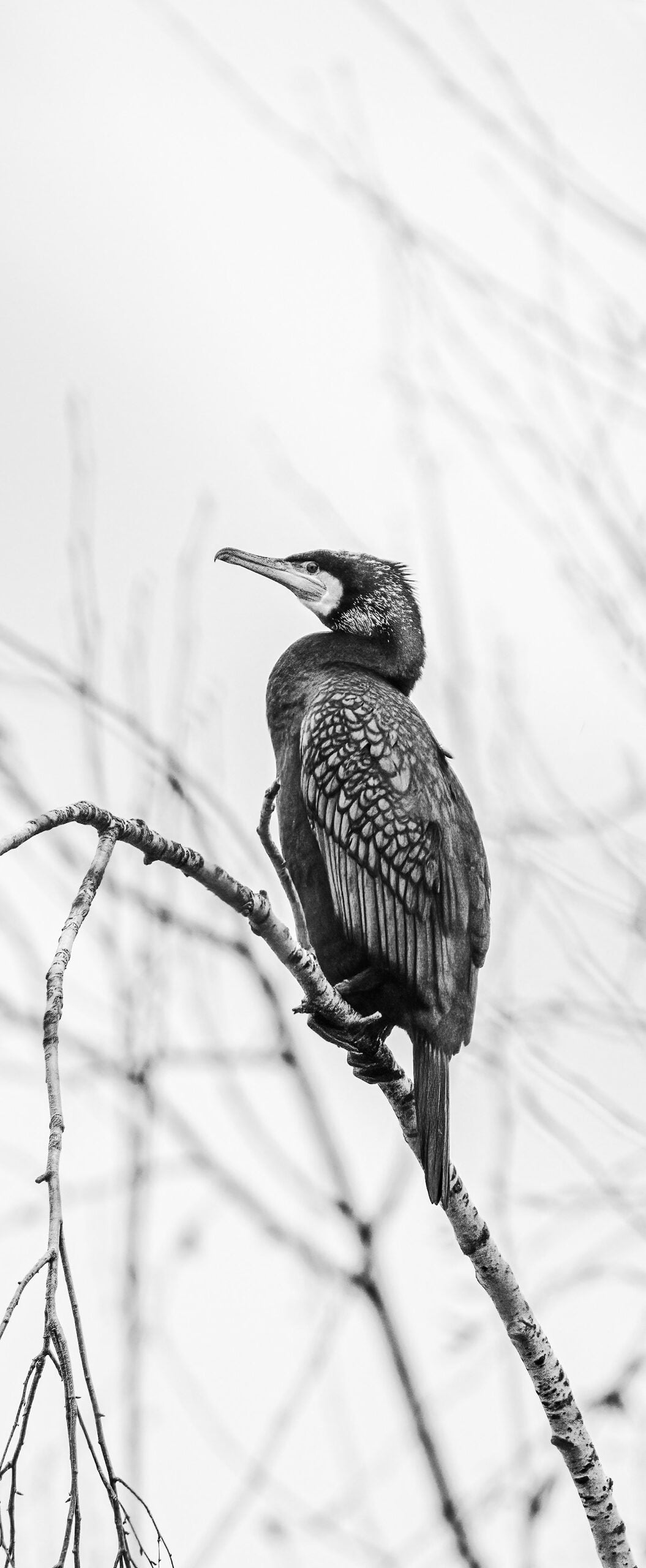 photo nature grand cormoran