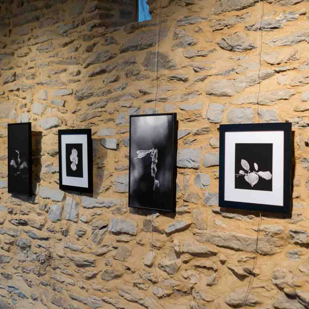 exposition nature, noir et blanc, village du saule