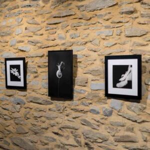 exposition nature, noir et blanc, village du saule