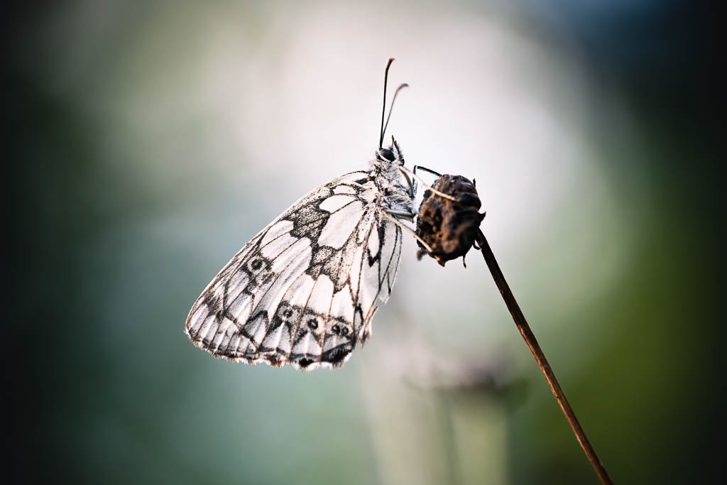 Photographie nature, papillon, demi-deuil