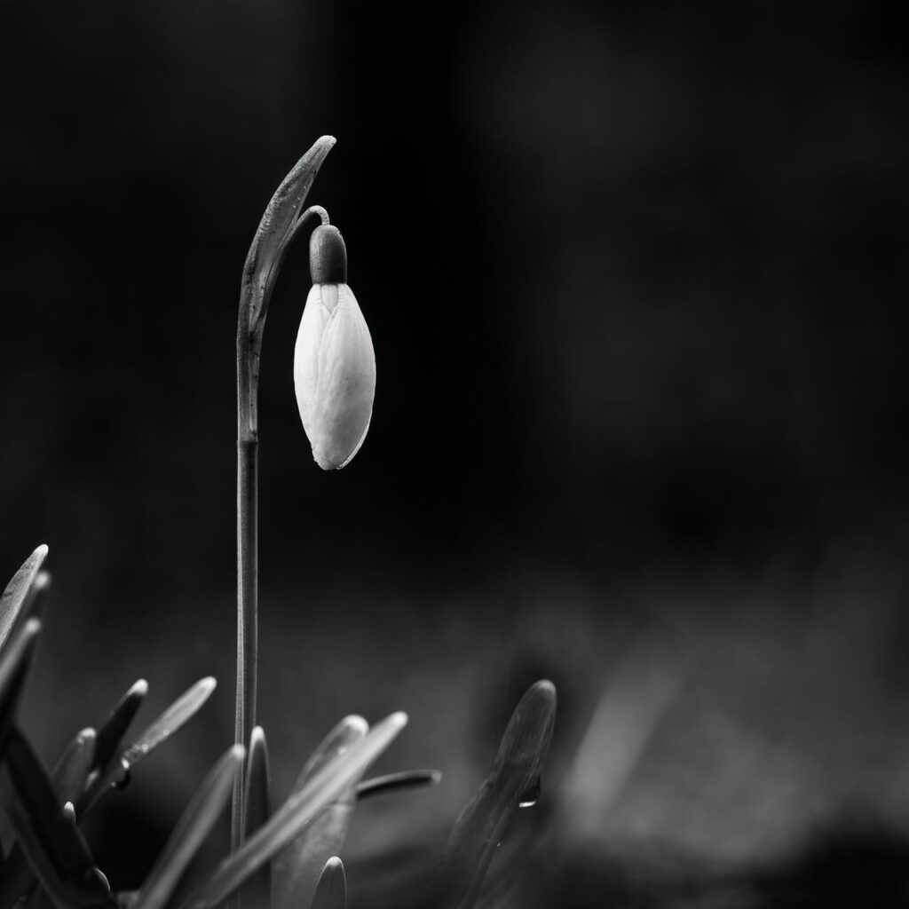 Perce-neige, noir et blanc, photographie artistique