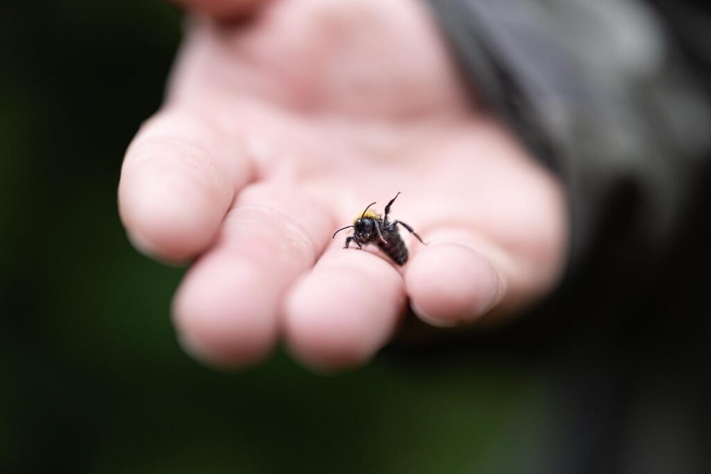 Photo main, abeille, profondeur de champ