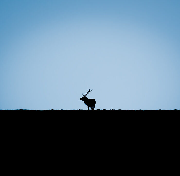 Brame du cerf, silhouette photographie