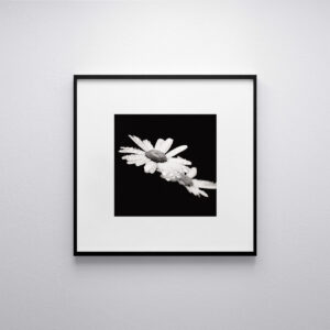 Fleur, photographie noir et blanc, marguerite