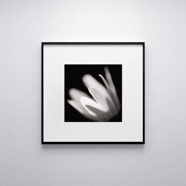 Ombre et lumière, fleur, photographie en noir et blanc