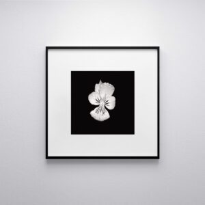 Pensée, fleur, photographie