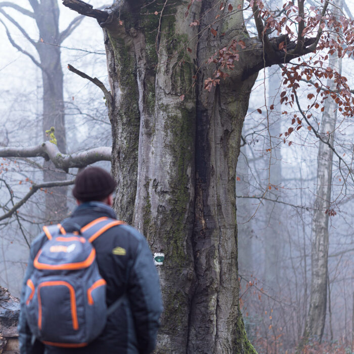 Le hêtre, un arbre majestueux de nos forêts belge