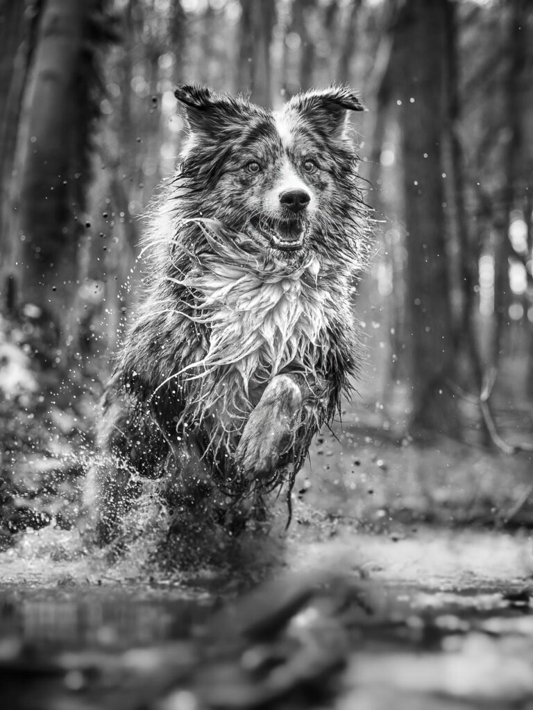 Une photo en noir et blanc d'un chien figé dans son mouvement pour expliquer la vitesse d'obturation en photographie