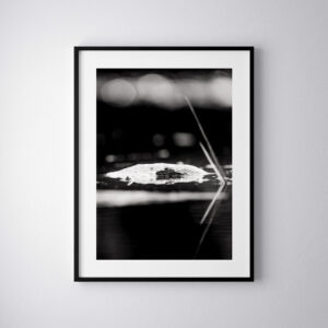 Amphibien en noir et blanc artistique