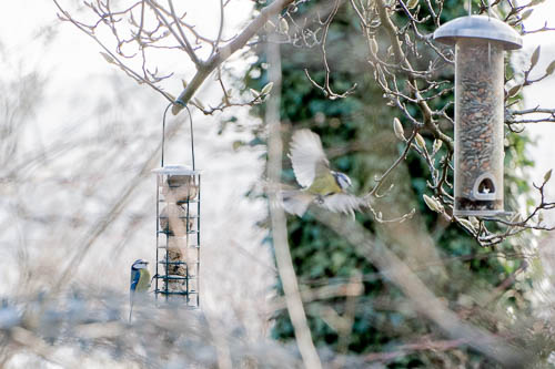 nourrir-oiseaux-hiver