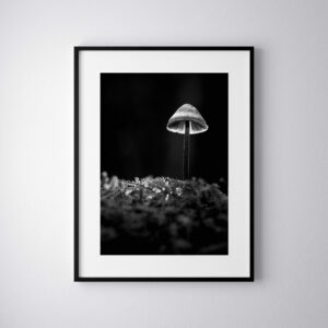 champignon noir et blanc créativité photographie mystique