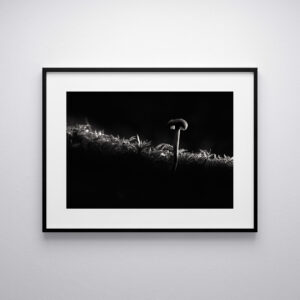 champignon noir et blanc créativité photographie mystique