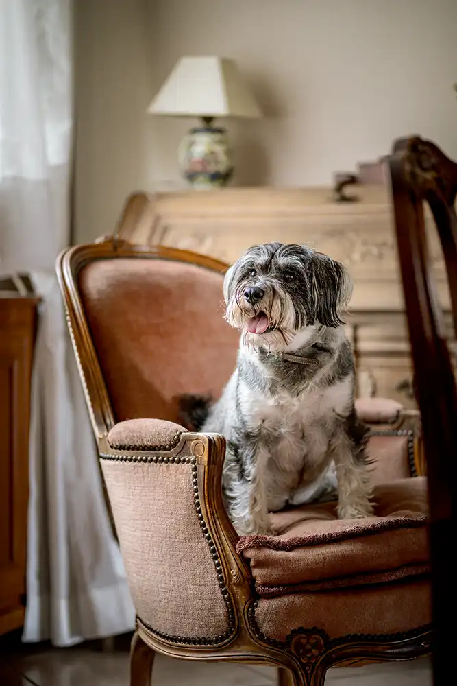 Shooting photo d'un chien canin en intérieur. Dans la nature.