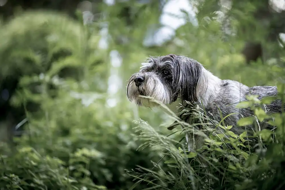 Shooting photo d'un chien canin en extérieur. Dans la nature.