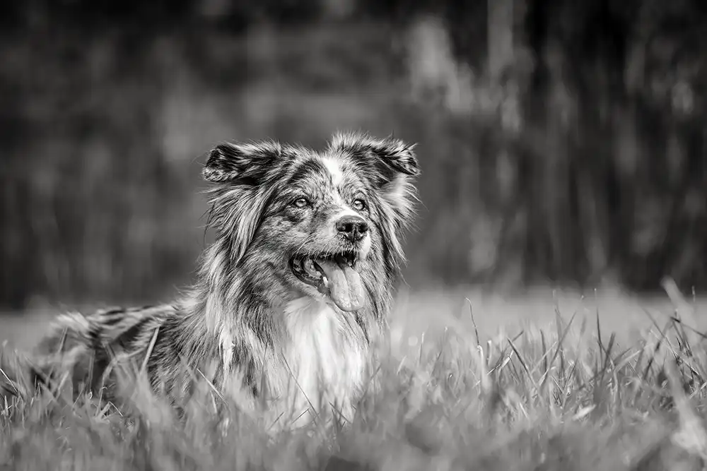 Shooting photo d'un chien canin en extérieur. Dans la nature.
