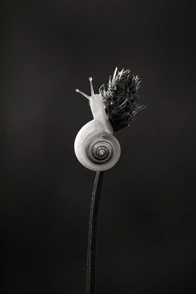Photo escargot nature artistique noir et blanc