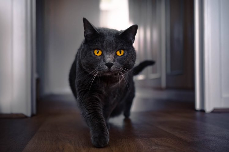 sonya6400_2-1584-Edit photo animal domestique, chat
